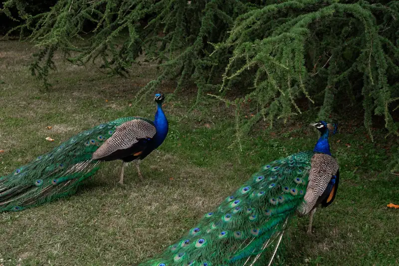 Two peacocks walking across a lawn beneath the branches of a cedar tree